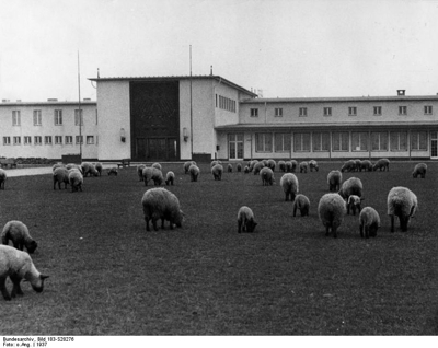 Schafe vor dem Haupteingang Flughafen Köln Butzweilerhof 1936